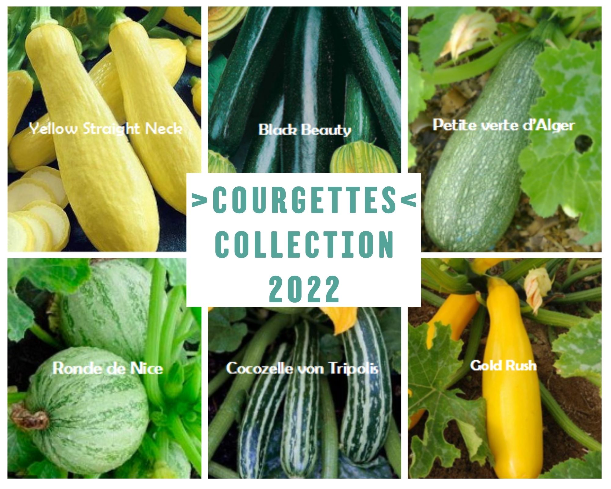Horticulture Hortibuis, plants de légumes bio Isère vienne 38 Beaurepaire Vernioz La Côte Saint André Cour-et-Buis