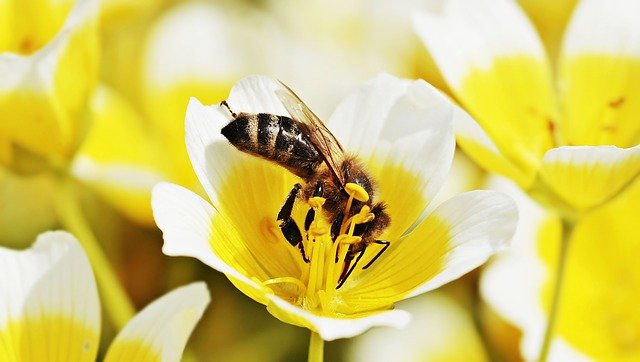 fleur pollinisateur abeille nectar