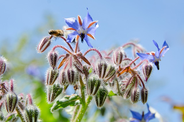 Fleur de bourrache bleue, annuelle et comestible bio