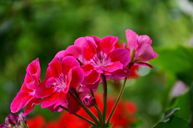 Géranium lierre, fleur annuelle qui adore la chaleur